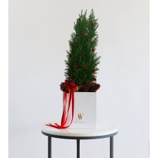 Mini Spruce